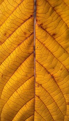 Obraz premium Detailed orange leaf skeleton texture for a creative background design element in high resolution.