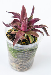 Crassula orbicularis var.rosularis plant succulent in pot. Green little flower on white background