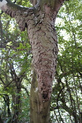 Termites are small insects that live in colonies and have distinct castes (eusocial) and feed on wood or other dead plant matter. Cear&aacute; State Biological Park, Fortaleza.