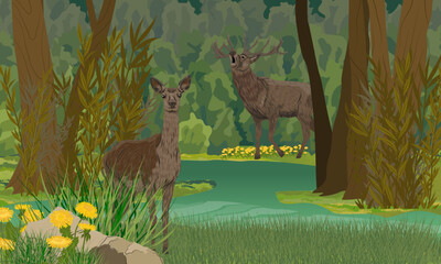A pair of red deer stand on the shore of a forest lake or swamp with dark water. Realistic vector landscape