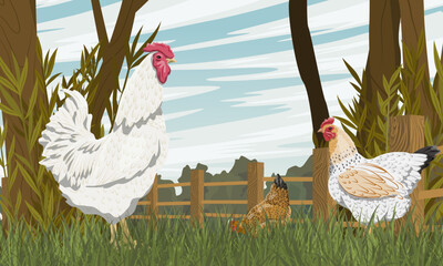 Rooster and hens are walking in a poultry yard with a wooden fence. Farm bird. Agricultural vector realistic landscape
