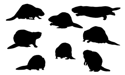 Set of European beaver silhouettes. Vector animals