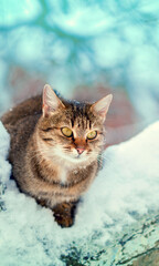 Cute cat sits on a tree in snowy winter. Vertical banner - 758843338