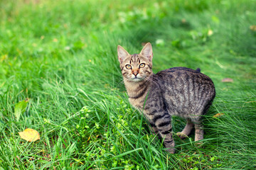 Portrait of a cute cat. Cat walks through tall green grass in the garden - 758843395