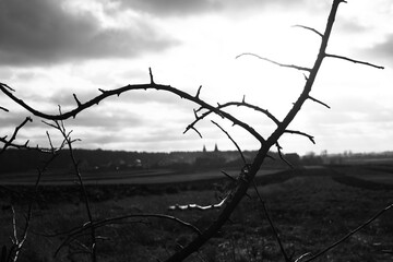 barbed wire fence