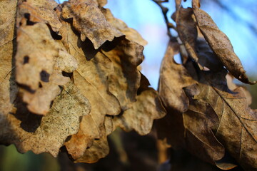 autumn leaves on the ground