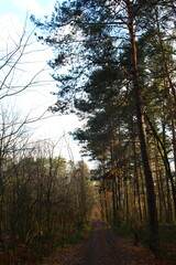 forest in autumn