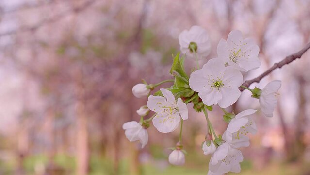 Close up blowing Cherry Blossoms or Sakura Flowers in Spring, Floral Image, Nobody. 4K