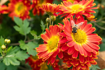 Closeup on red chrysanthemum flowers in the garden