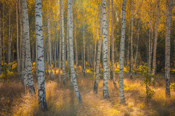 autumn forest in the autumn