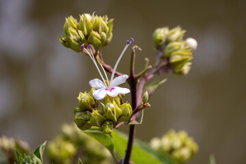 Beautiful Hill glory bower (Clerodendrum infortunatum) flower is blooming on the rural roadside. It is locally known as Bhat Flower or Ghetu Ful in Bangladesh. 