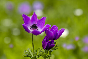 anemone The crowned mountain tulip or crowned anemone is a herbaceous perennial that lives in...