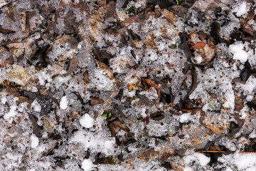 Dry leaves frozen in the cold of the night in the mountains