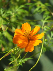 This image was captured by a Fujifilm camera. This image was captured in my garden.  