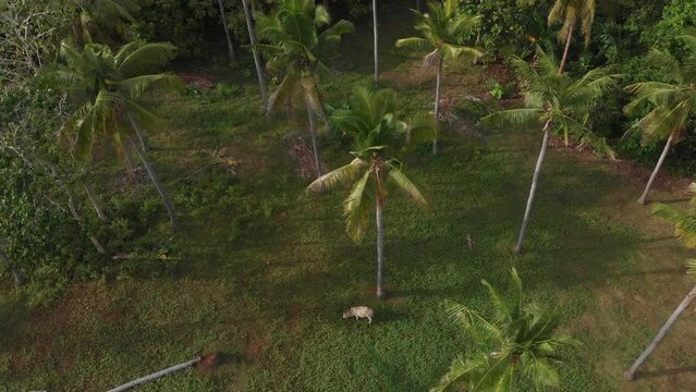 Aerial view of cow walking in field between palm trees, Siquijor, Philippines
