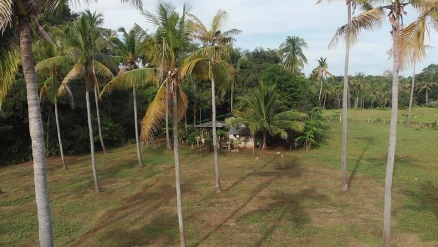 Aerial view of local wooden house between palm trees in the fields, Siquijor, Philippines