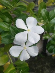 white vinca flower