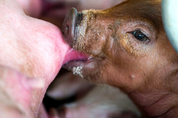 Closeup of a piglet drinking milk from the mother sow's breast.