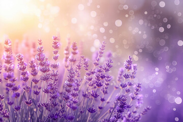 Fototapeta premium lavender branches, sunset light with sun rays, purple texture, floral background, with bokeh with raindrops