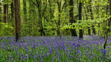 The enchanting bluebells of Killinthomas Woods create a serene and magical ambiance, inviting all...