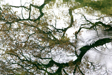 The reflection of the trees on the lake