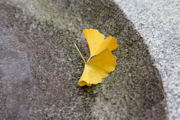 View of the yellow ginkgo leaves fallen on the stone fountain in autumn