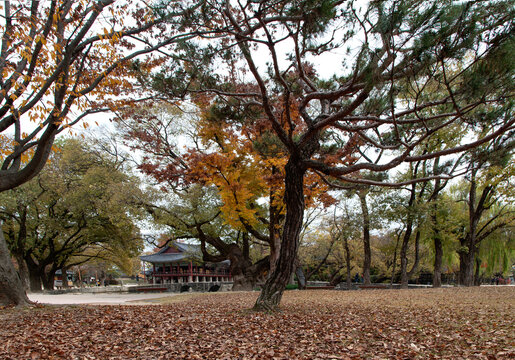 View of the traditional Korean pavilion in the autume forest