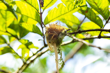 Fototapeta premium Low angle selective view of hummingbird nest seen among foliage during a sunny day, Tortuguero. Costa Rica