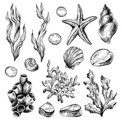 Underwater world clipart with sea animals whale, turtle, octopus, seahorse, starfish, shells, coral and algae. Graphic illustration hand drawn in black ink. Set of isolated objects EPS vector. © NATASHA-CHU