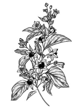 Vector illustration of belladonna branch in engraving style