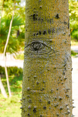 bark of a tree with an eye