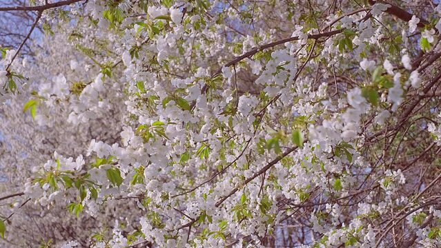 Blowing Cherry Blossoms or Sakura Flowers in Spring, Floral Image, Nobody. 4K