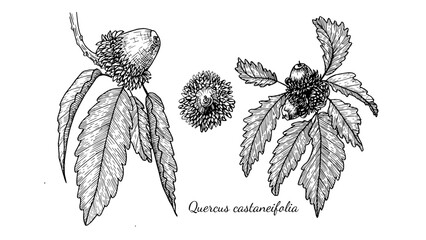 Branches of Quercus castaneifolia deciduous Oak trees of the species with acorns and leaves, medicinal plants of the forest, black and white illustration of oak in a linear sketch style, hand drawing.