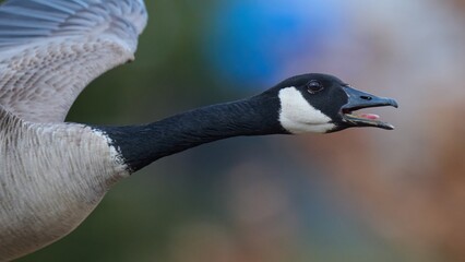 a goose flying with its beak open in a sky, © Wirestock