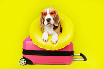 A beagle dog in sunglasses, a swimming circle on a suitcase, a yellow isolated background. The...