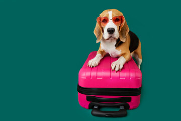 A beagle dog wearing sunglasses on a suitcase, green isolated background. Close-up. The concept of...