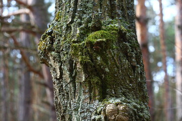 tree in the forest