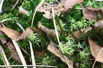 mushrooms on the tree