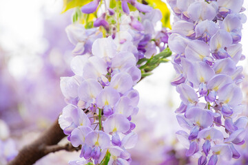 Lush blooming of clusters of lilac wisteria flowers.