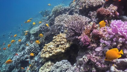 Fototapeta na wymiar colorful reefs and fish