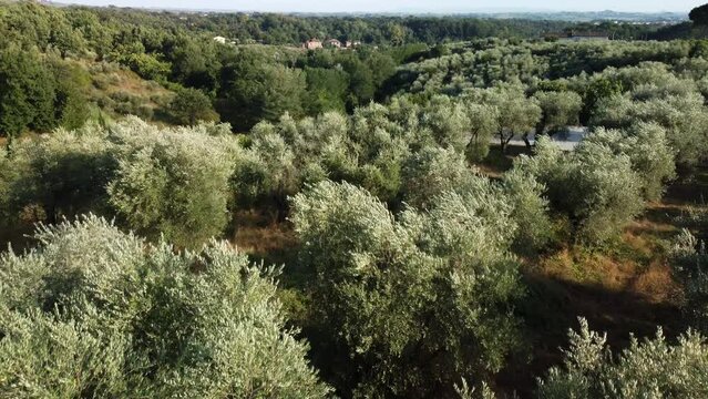 Aerial shot above an olive trees forest in Tuscany, Italy 