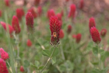 Trifolium incarnatum - Crimson Clover Spring Blooming 
