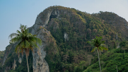 Fototapeta na wymiar Palm trees on the background of a limestone cliff covered with jungle
