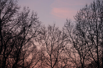 Fototapeta na wymiar Trees without leaves silhouette on a pink and blue sky