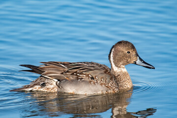 Northern Pintail