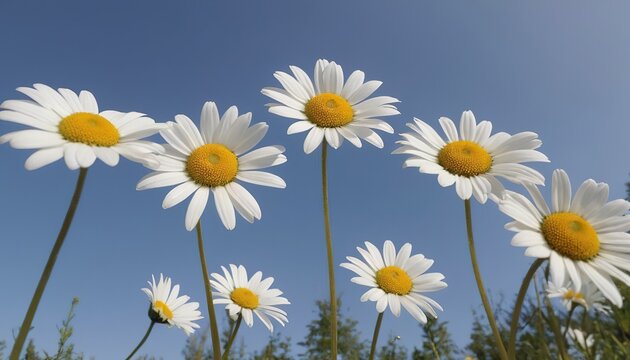A low-angle shot of several white daisies