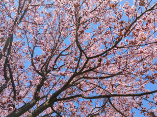 Blooms of euphoria. Spring is coming. Pink blossoms beneath the blue sky.