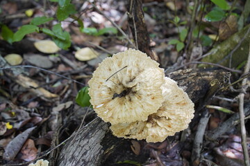 Pycnoporus sanguineus is a white rot saprobic fungus. It was discovered on Guana Island (part of the Virgin Islands) but occurs throughout the tropics and subtropics, usually growing on dead hardwoods