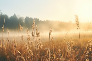 Obraz premium Misty field with tall grass, suitable for nature themes