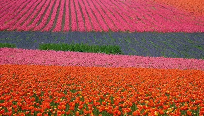 Gordijnen Tulip field background © Iuliu
